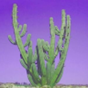 Meet your Posher, Camille